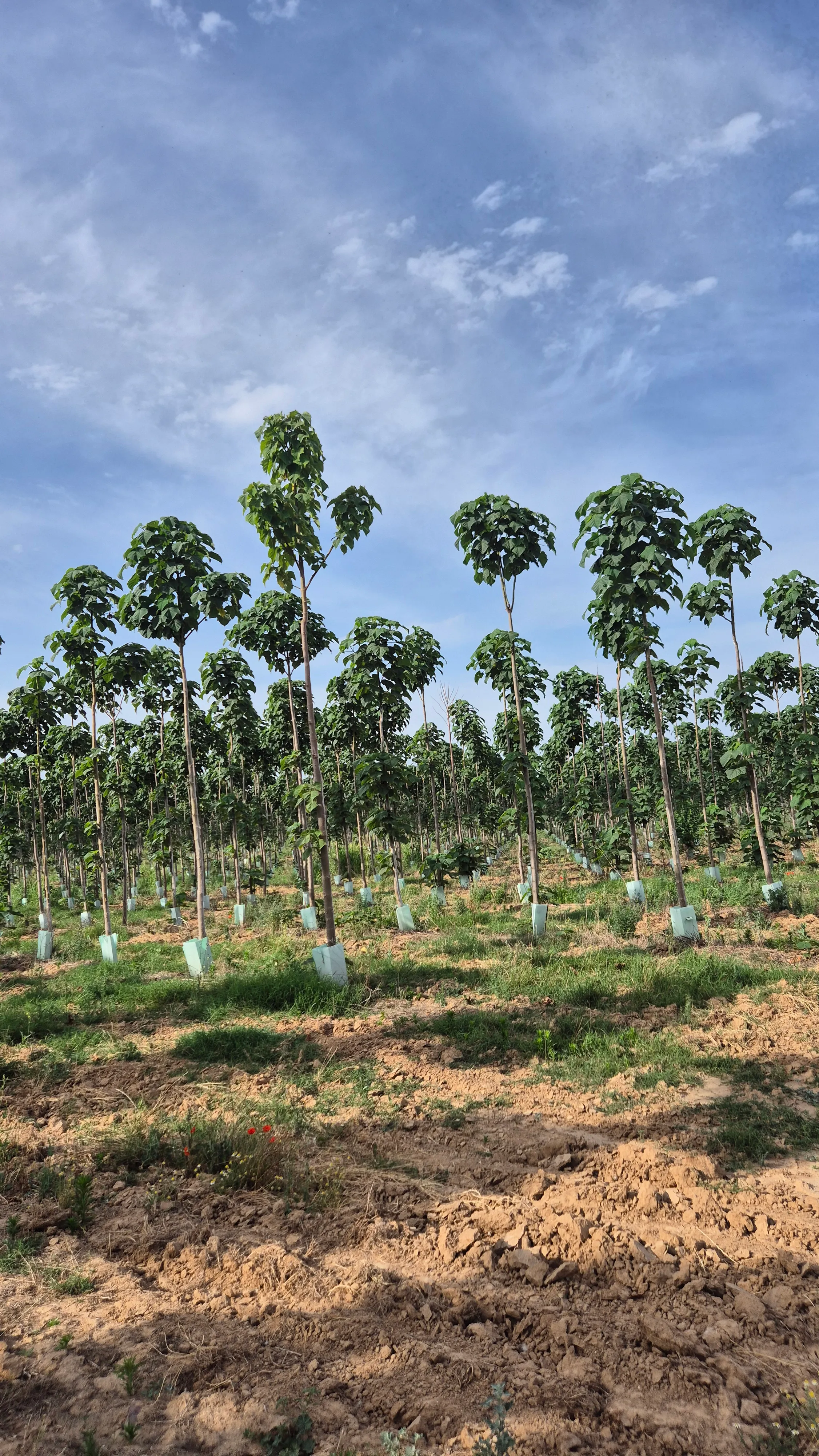 Regenerative agroforestry forest