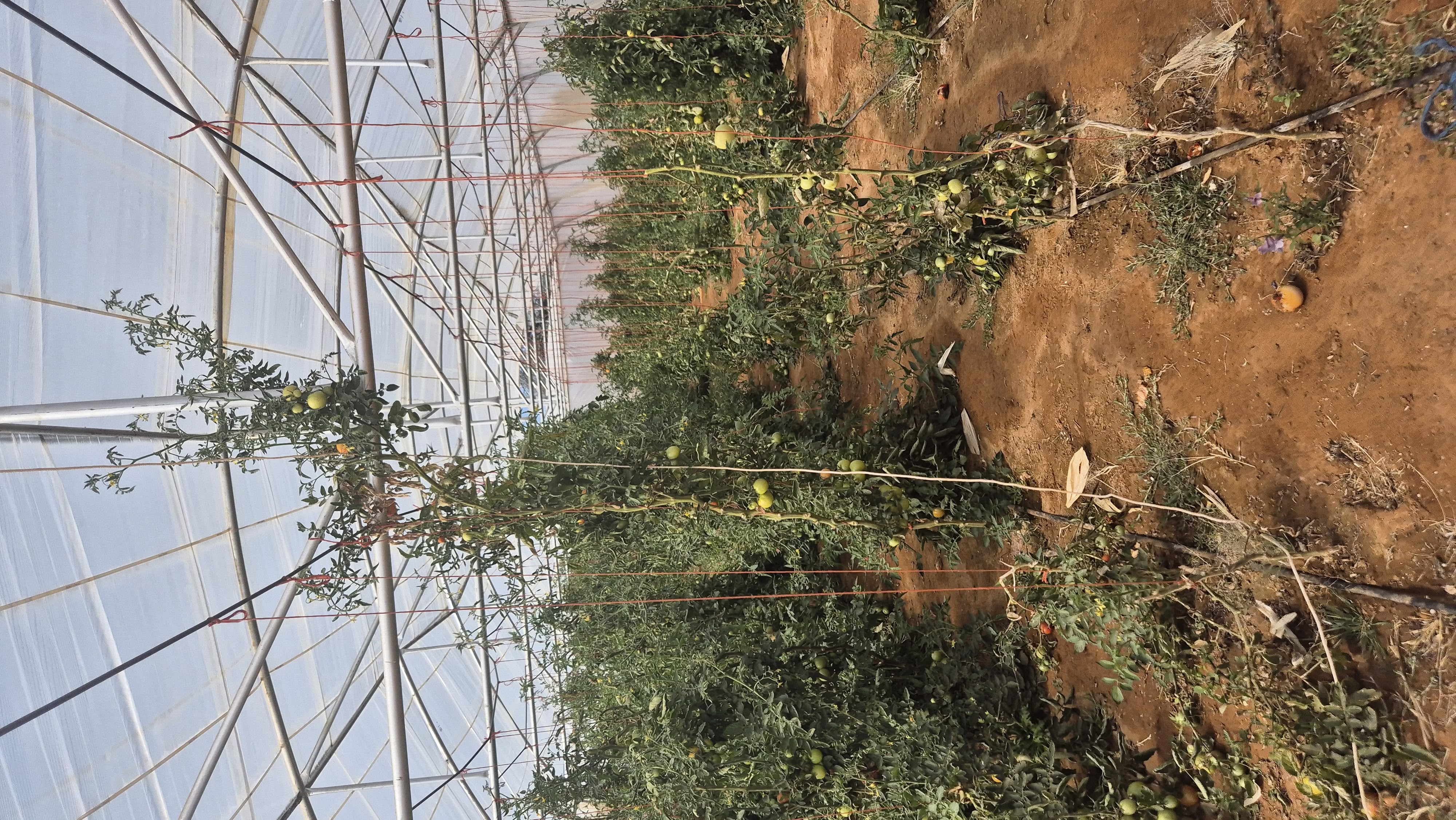 Agroforestry plantations in Namibia